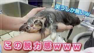 【子猫まつり】子猫たちをシャンプーしたら脱力感がハンパなかったｗｗ