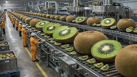 Inside a Modern Kiwi Factory: From Farm to Fresh Kiwi Desserts (The Whole Process)
