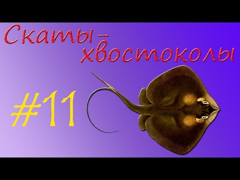 Скаты-хвостоколы