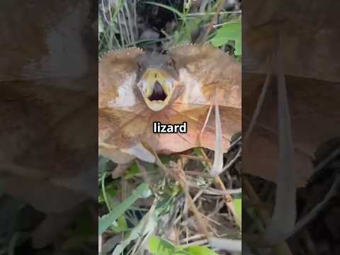 This Hilarious Lizard Will Literally Chase You In Australia Animals Facts Wildlife Nature