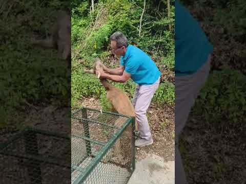 Recupero capriolo da parte Green Service