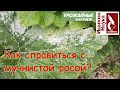 Простые правила борьбы с мучнистой росой. Выполните их и забудете о ней навсегда!