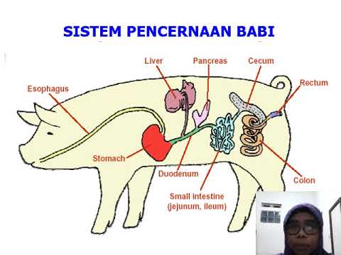 Video: Perbezaan Antara Sistem Pencernaan Monogastrik Dan Poligastrik