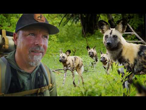 Face to Face With Painted Wolves in the African Wilderness
