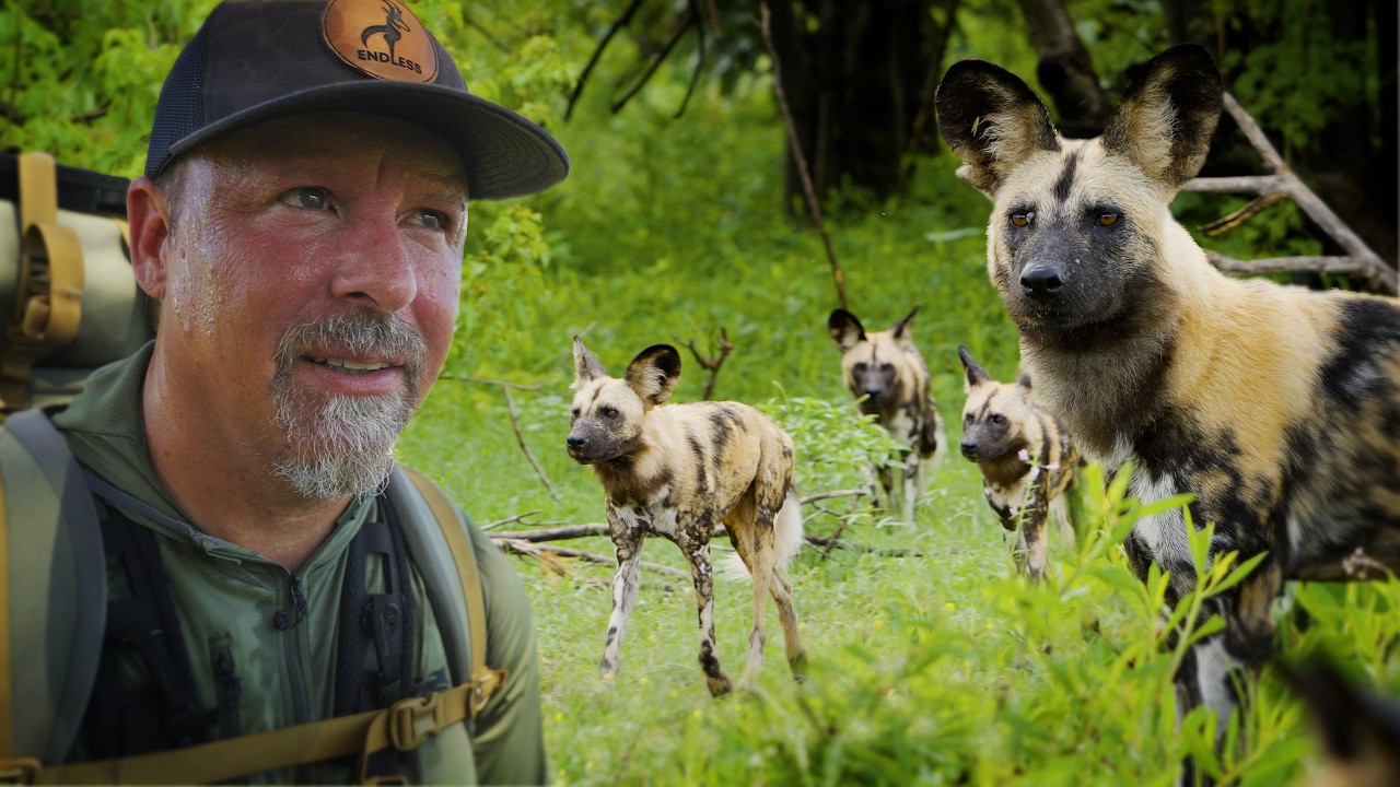 Surrounded by Painted Wolves in Remote Africa