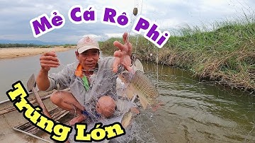 Thả Lưới Đánh Cá Rô Phi Sông Côn. Vùng Quê Bình Định. Việt Nam