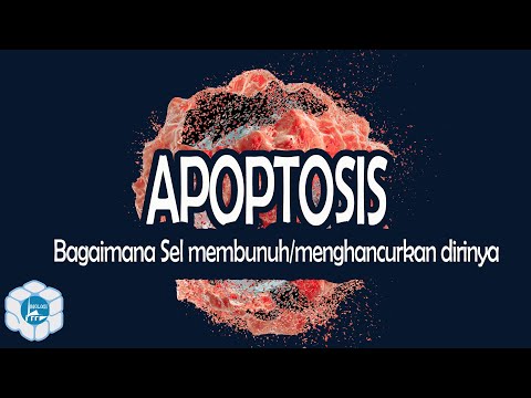 Video: Pensinyalan CD95 Yang Pro Dan Anti-apoptosis Dalam Sel T