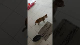 ngetes suara pengusir kucing dan ternyata ampuh 😅