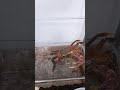 Pet crab eating sea salt