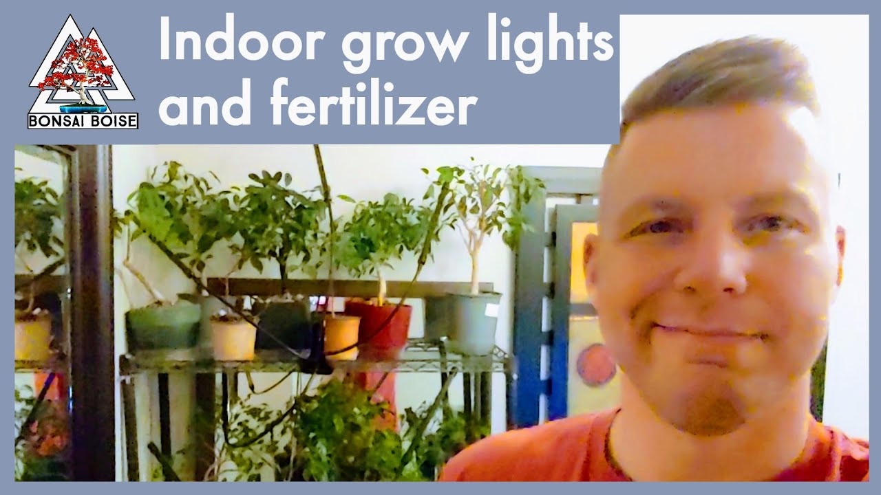 Indoor Bonsai trees! My grow light set up YouTube