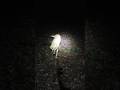 Walkaday 118: Pre Dawn Walk p1