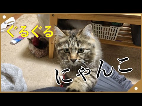 【ASMR】猫のぐるぐる音にただただ癒されるだけの動画