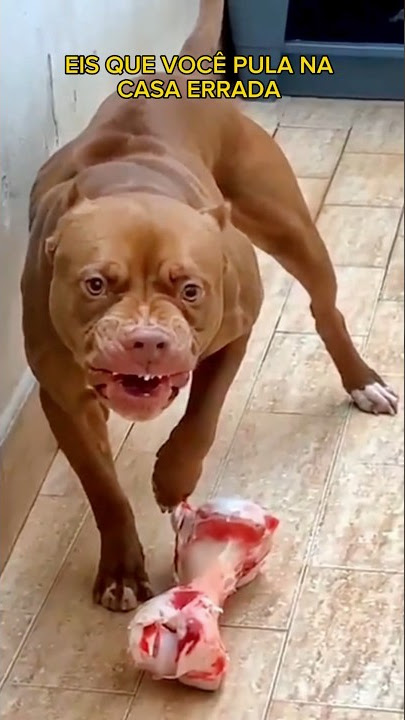 ELE PULOU NA CASA DO PITBULL 😱 #shorts