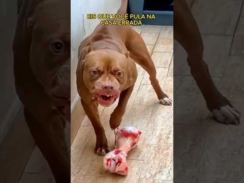 Vídeo: 11 raças de cães criados por razões surpreendentemente complexas