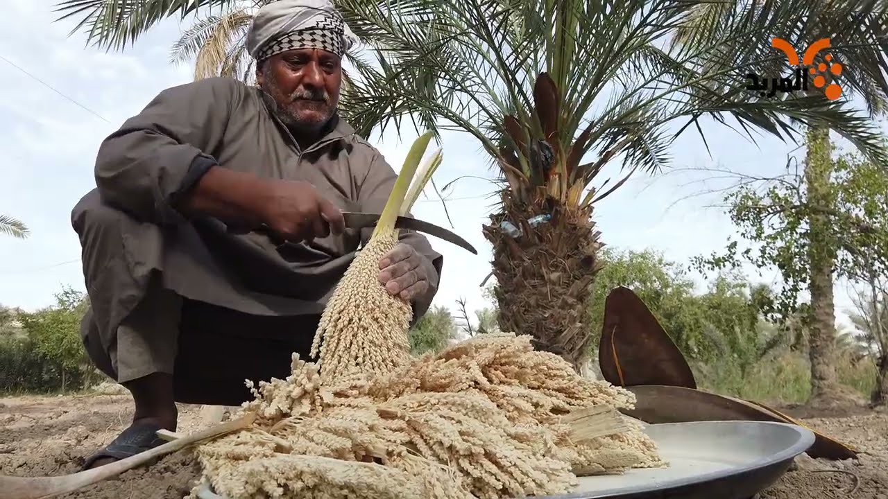 مشاهدة لعملية تلقيح النخيل #المربد