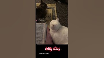 القرآن الكريم | ارح سمعك🫀🤍 #fypシ #العراق #اكسبلور #القرآن #القرآن_الكريم #قطط #ارح_قلبك #أرح_سمعك