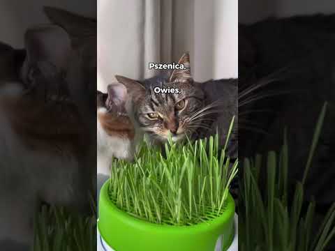 Wideo: Dlaczego koty jedzą trawę?