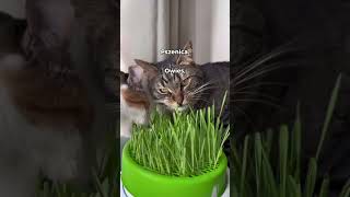 Dlaczego koty jedzą trawę?