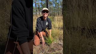 Know about the Rocket Stage? Florida Long Leaf Pine #shorts #florida
Know about the Rocket Stage? Florida Long Leaf Pine #shorts #florida Know about the Rocket Stage? Florida Long Leaf Pine #shorts #florida
