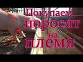 Покупаем поросят на племя!