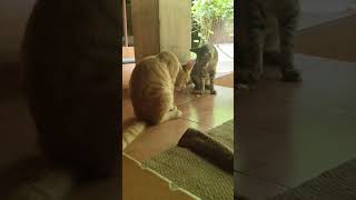 ഇത് എന്താത് #youtubeshorts #funny #cat #its me toby