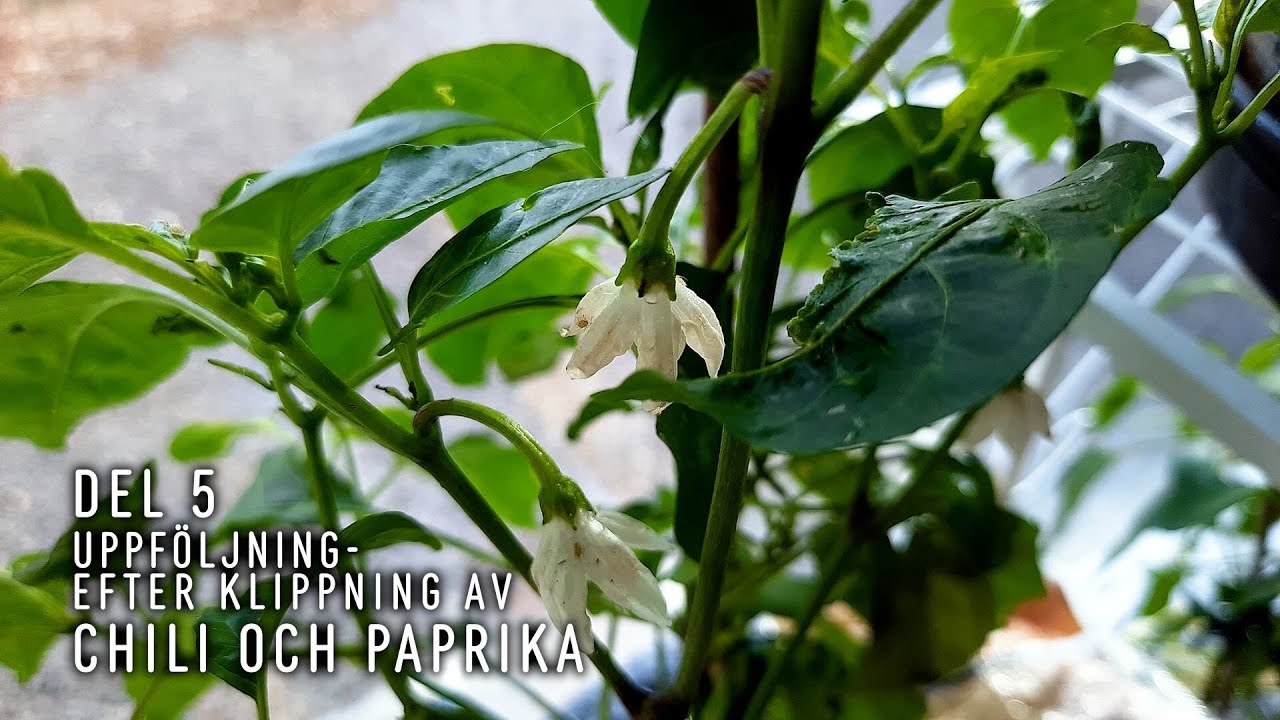 Chili/paprika efter klippning, del: 5 - uppföljning - hur blev det sen?
