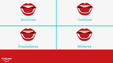 ¿Cuál es la función de los dientes caninos?