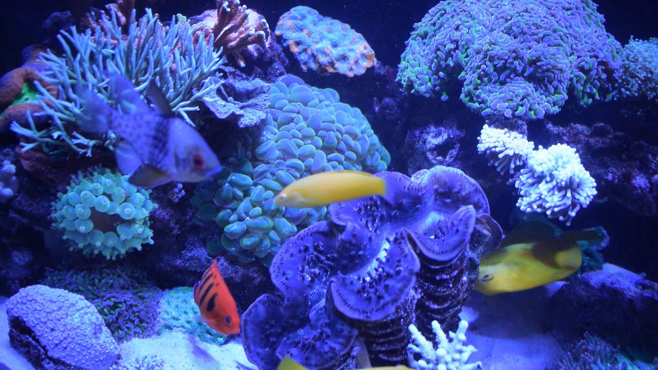 EP.1 | البدء بالحوض البحري | Starting with the reef tank