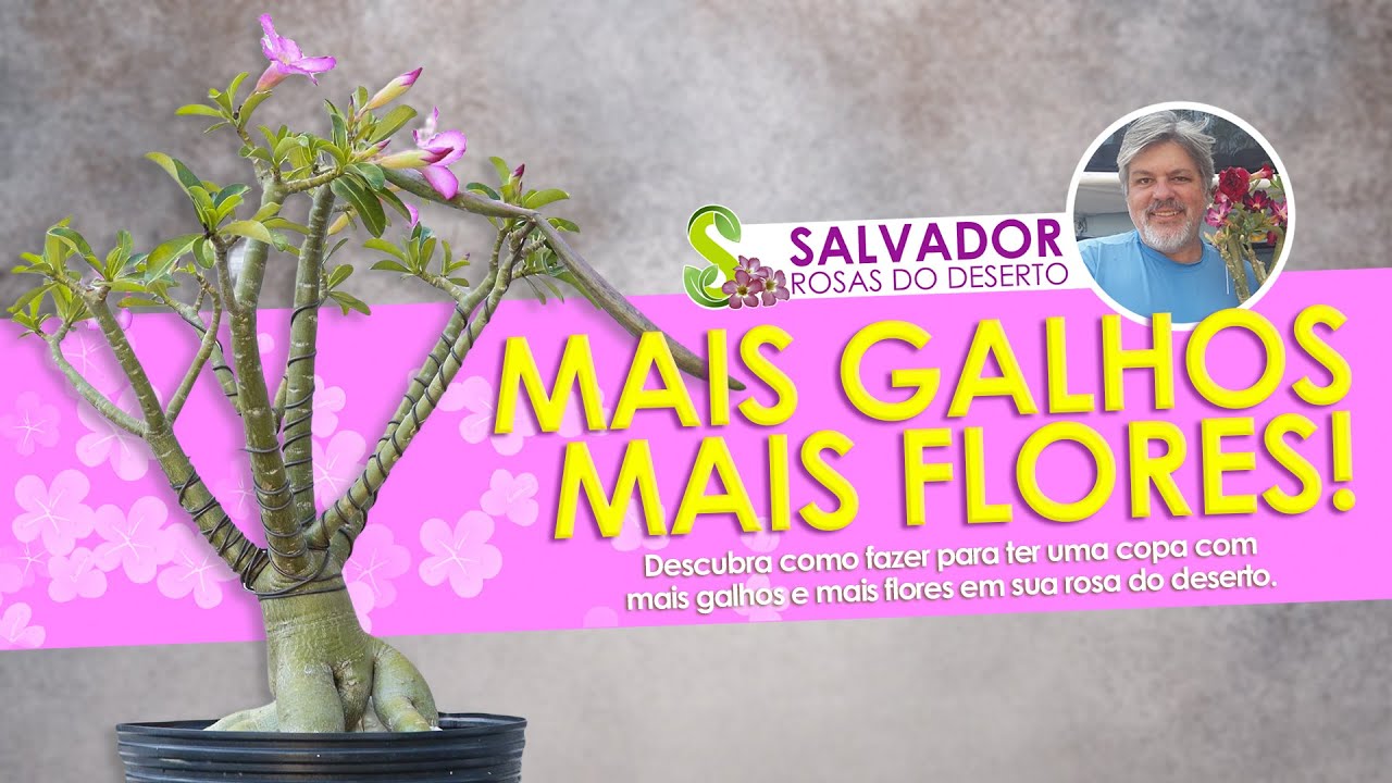 COMO FORMAR UMA COPA COM MAIS GALHOS E MAIS FLORES NA MINHA ROSA DO DESERTO