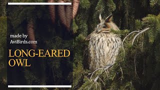 LongEared Owl [Asio Otus]