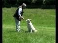 Dog Training: Amazing New Techniques. Works in Minutes Stops Pulling on The Lead Dog Training: Amazing New Techniques. Works in Minutes Stops Pulling on The Lead
