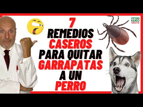 Video: Pregúntele a un veterinario: ¿Cómo puedo eliminar con seguridad una garrapata de mi perro?