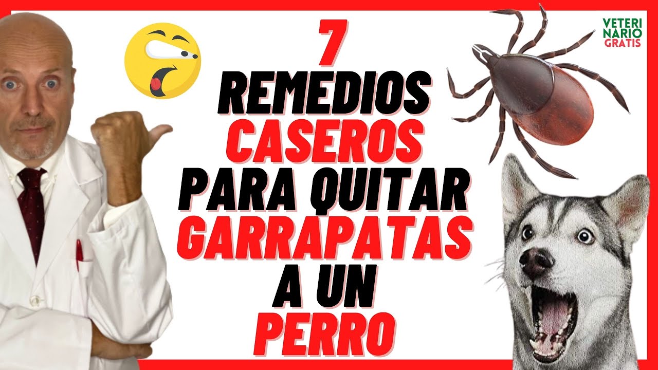 ? ¿CÓMO QUITAR Y ELIMINAR GARRAPATAS A UN PERRO CON REMEDIOS CASEROS Y  NATURALES? ? - YouTube