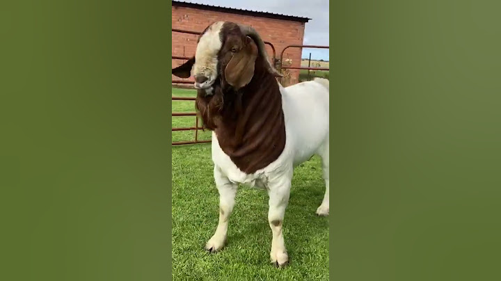 Top Boer Buck, Lukas Burguer Boer Goats Stud #boer #goats #goat #pets #farm