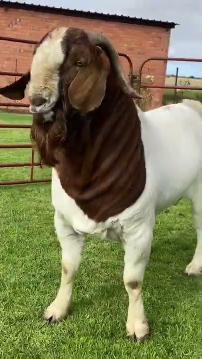 Top Boer Buck, Lukas Burguer Boer Goats Stud #boer #goats #goat #pets #farm
