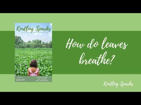 How do leaves