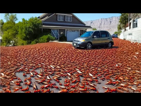 فيديو اشياء غريبة حدثت علي البث المباشر | سوف تصدمك