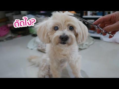 วีดีโอ: วิธีตัดแต่งขนสุนัข