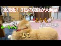 避けられていたのにまさか…リビングで鼻チュー発生！！