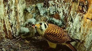 Female Kestrel Feeds Raucous Chicks Front And Center In Wisconsin – June 6, 2024