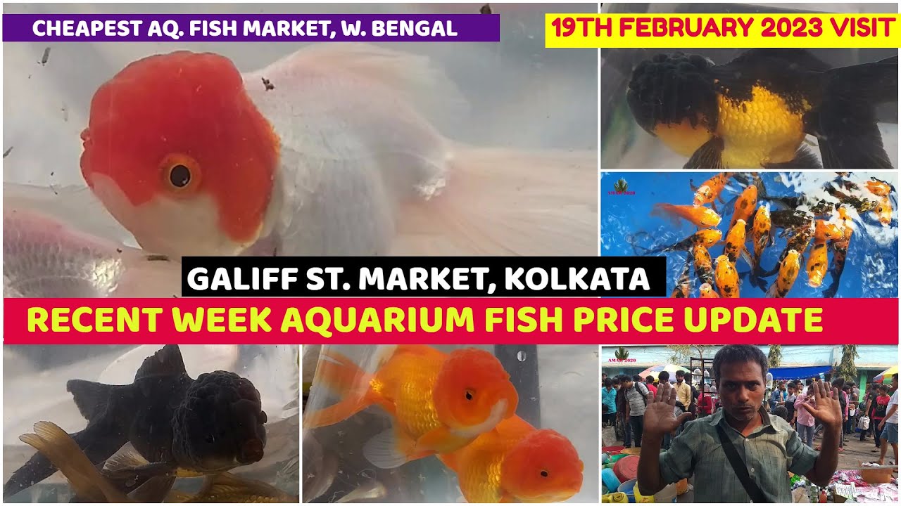 Recent Week Aquarium Fish PriceGaliff Street Cheapest Aquarium Fish