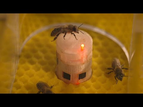 De minuscules robots européens communiquent avec les abeilles