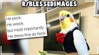 blessedimages bird fly