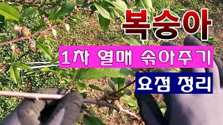 [텃밭농부 1,434]  복숭아 열매를 솎아 주는 기준. 요점정리 #복숭아재배