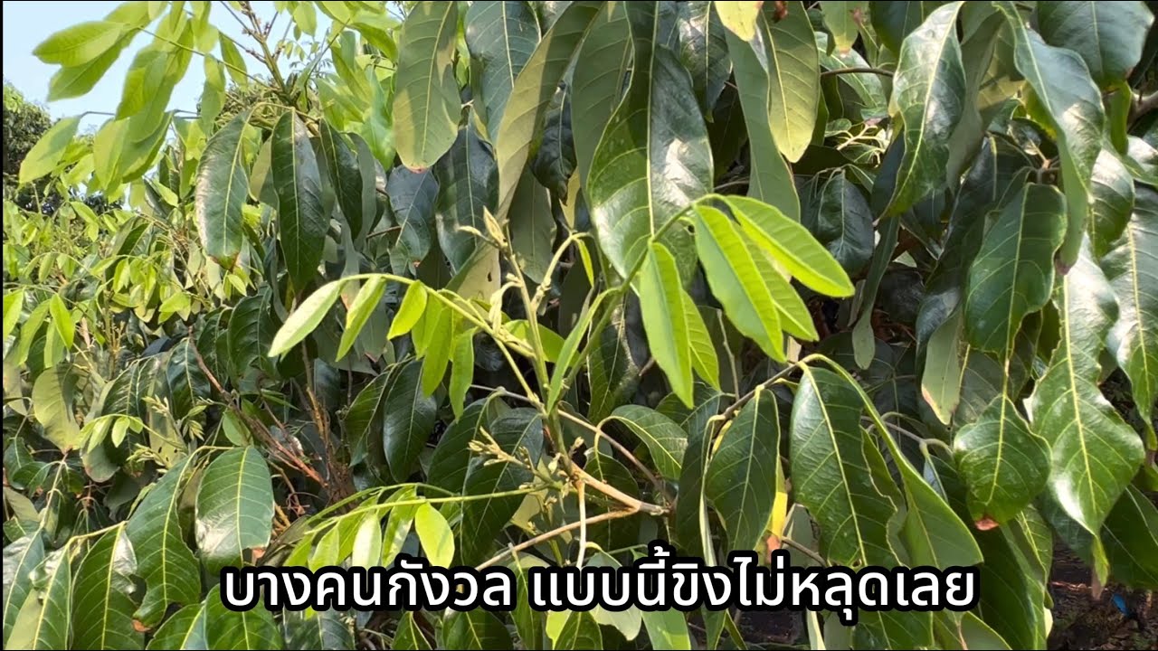 ลำไยสวรนุช-ชาตรี ทำสารได้ 27 วัน(ทำสาร 17-3-66)