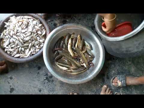 পিওর ছোট্ট  মাছ