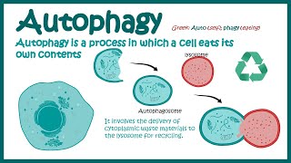 Autophagy | Introduction to Macroautophagy | Mechanism of Autophagy | fasting induce Autophagy