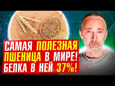 ЭТА пшеница лечит: без глютена, белка больше чем в мясе, чудо состав! Она древнее египетских пирамид