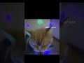 cute funny cats video 2025 part-2 #catlovers #cat #cutecats #catvideos #funnycats #funniestanimals
