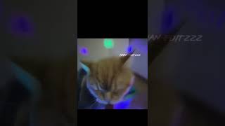 cute funny cats video 2025 part-2 #catlovers #cat #cutecats #catvideos #funnycats #funniestanimals